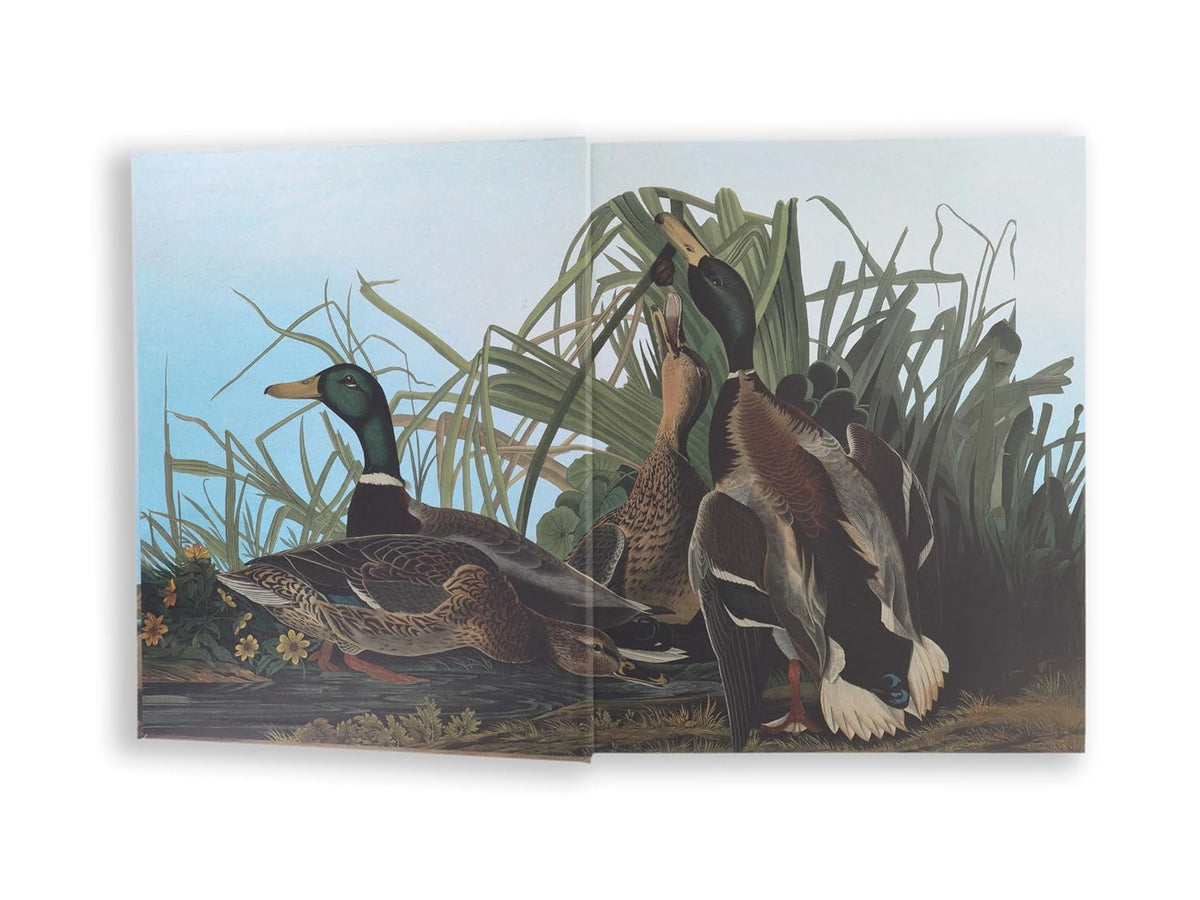 Audubon's Birds Of America (Arcturus Epic Classics)