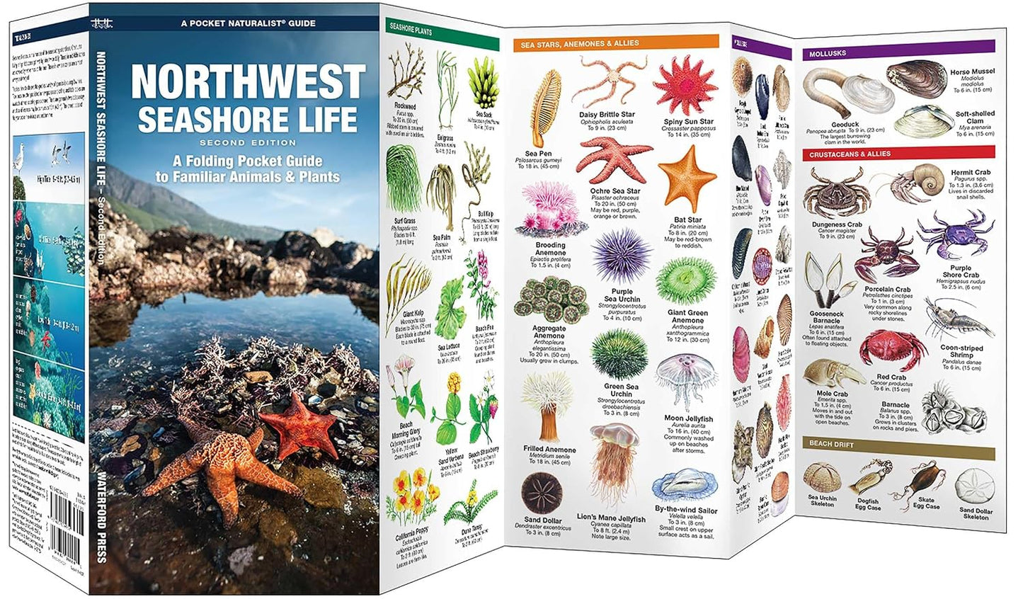 Northwest Seashore Life: A Folding Pocket Guide to Familiar Animals & Plants (2nd Ed)