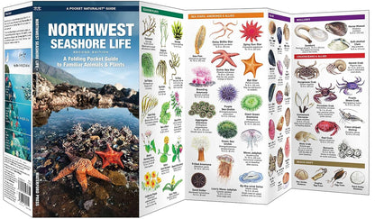 Northwest Seashore Life: A Folding Pocket Guide to Familiar Animals & Plants (2nd Ed)
