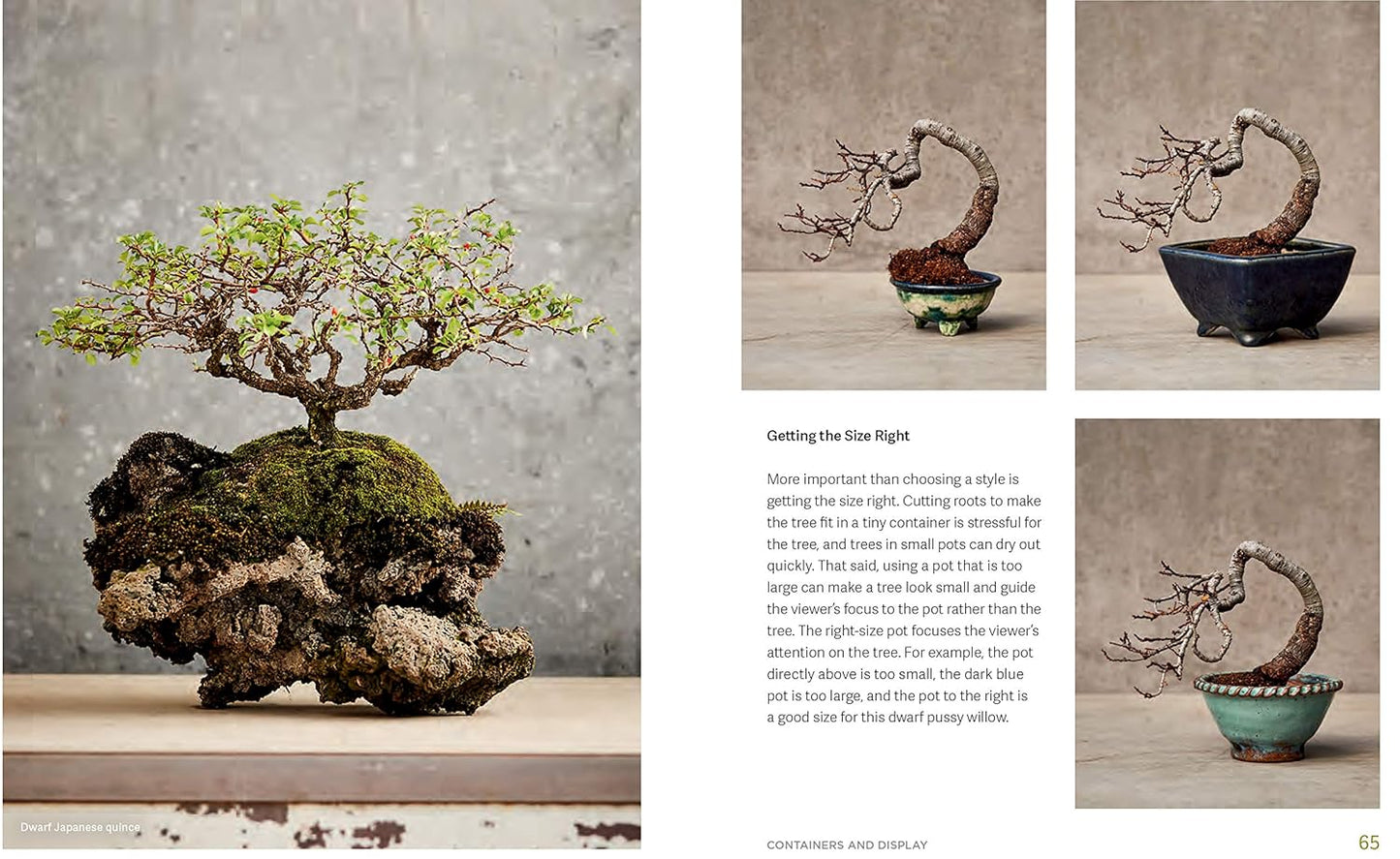 The Little Book of Bonsai: An Easy Guide to Caring for Your Bonsai Tree: An Easy Guide to Caring for Your Bonsai Tree