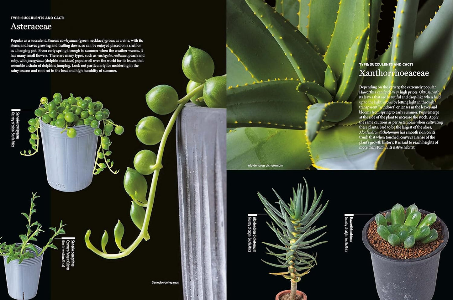 House Plants for Every Space: A Concise Guide to Selecting, Designing and Maintaining Plants in Any Indoor Space: A Concise Guide to Selecting, Designing and Maintaining Plants in Any Indoor Space
