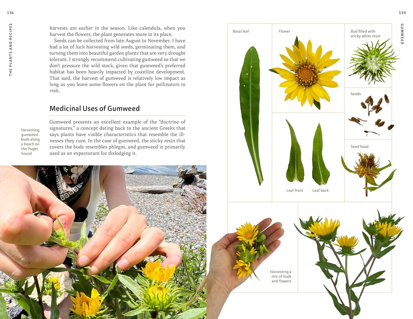 Medicinal Plants of the Pacific Northwest: A Visual Guide to Harvesting and Healing with 35 Common Species: A Visual Guide to Harvesting and Healing with 35 Common Species