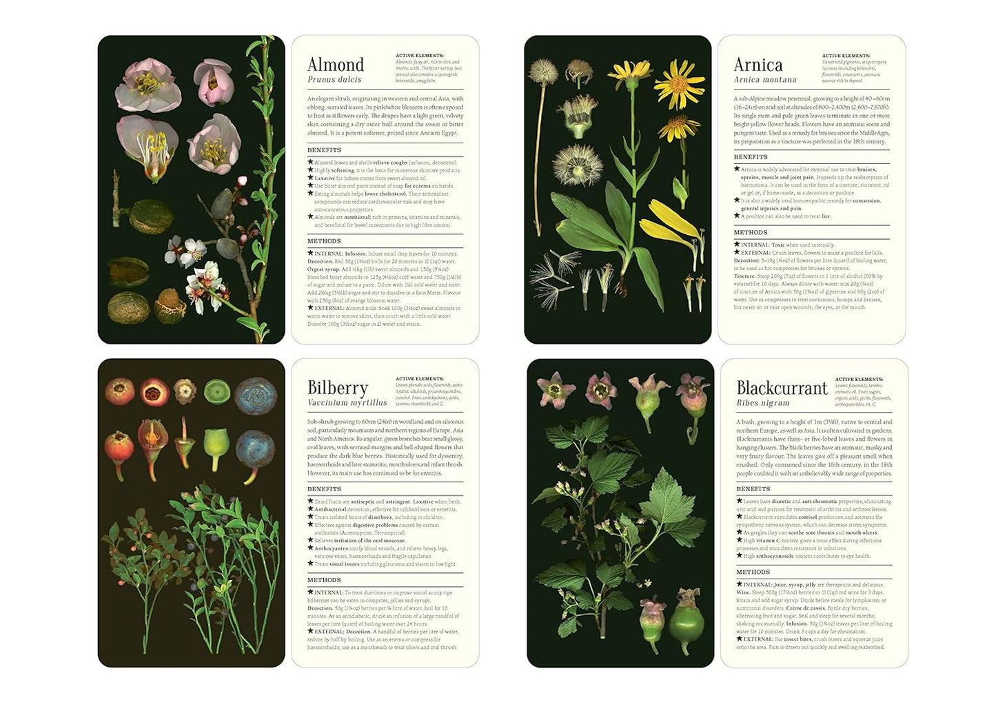 50 Plants That Heal: Discover Medicinal Plants Card Deck by François Couplan & Gérard Debuigne, Pierre And Délia Vignes (Photographers)