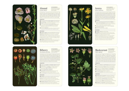 50 Plants That Heal: Discover Medicinal Plants Card Deck by François Couplan & Gérard Debuigne, Pierre And Délia Vignes (Photographers)