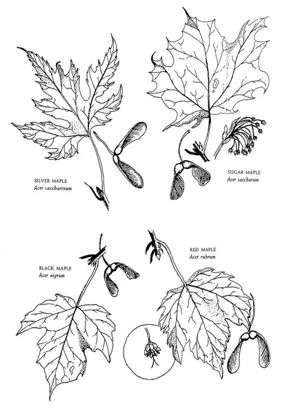 Native Harvests: American Indian Wild Foods and Recipes