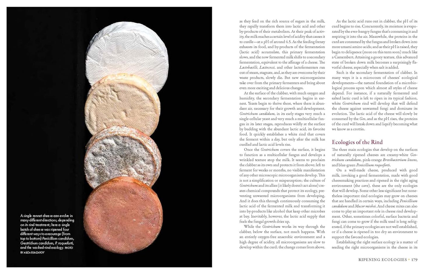 Milk Into Cheese: The Foundations of Natural Cheesemaking Using Traditional Concepts, Tools, and Techniques