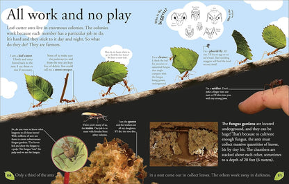 Everything You Need to Know about Bugs by DK
