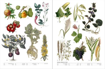 Flora: The Secret Language of Plants in Art