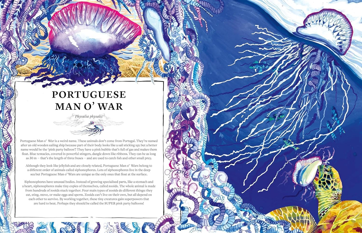 Oceanopedia: An Encyclopedia of Marine Creatures