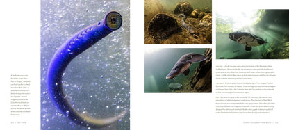 Big River: Resilience and Renewal in the Columbia Basin