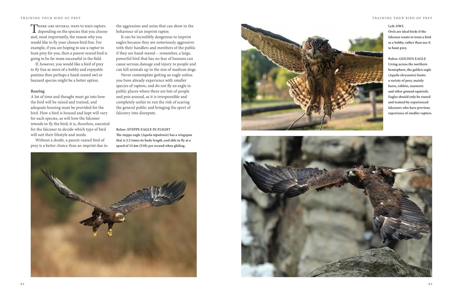 Falconry: A Guide to Training Birds of Prey