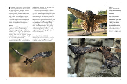 Falconry: A Guide to Training Birds of Prey