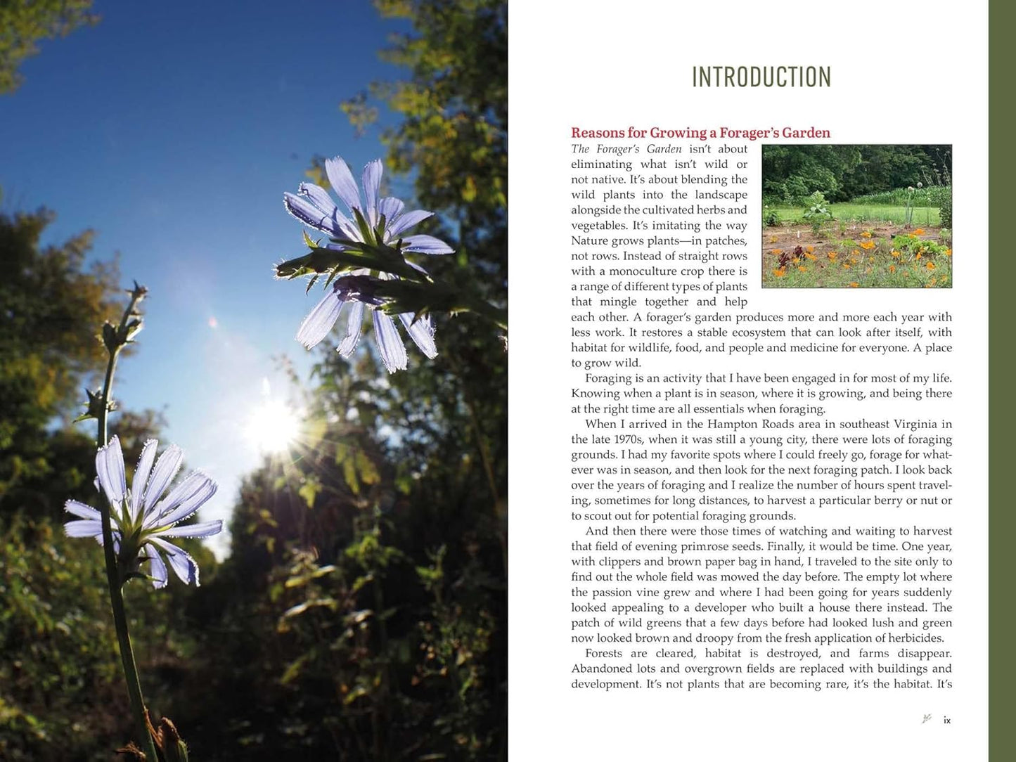 The Forager's Garden: Cultivating Wild Plants for Food & Medicine