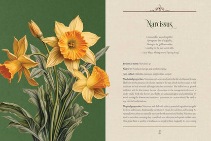 Enchanted Plants: A Treasury of Botanical Folklore and Magic by Varla A Ventura