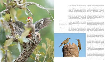 Woodpecker: A Year in the Life of North American Woodpeckers