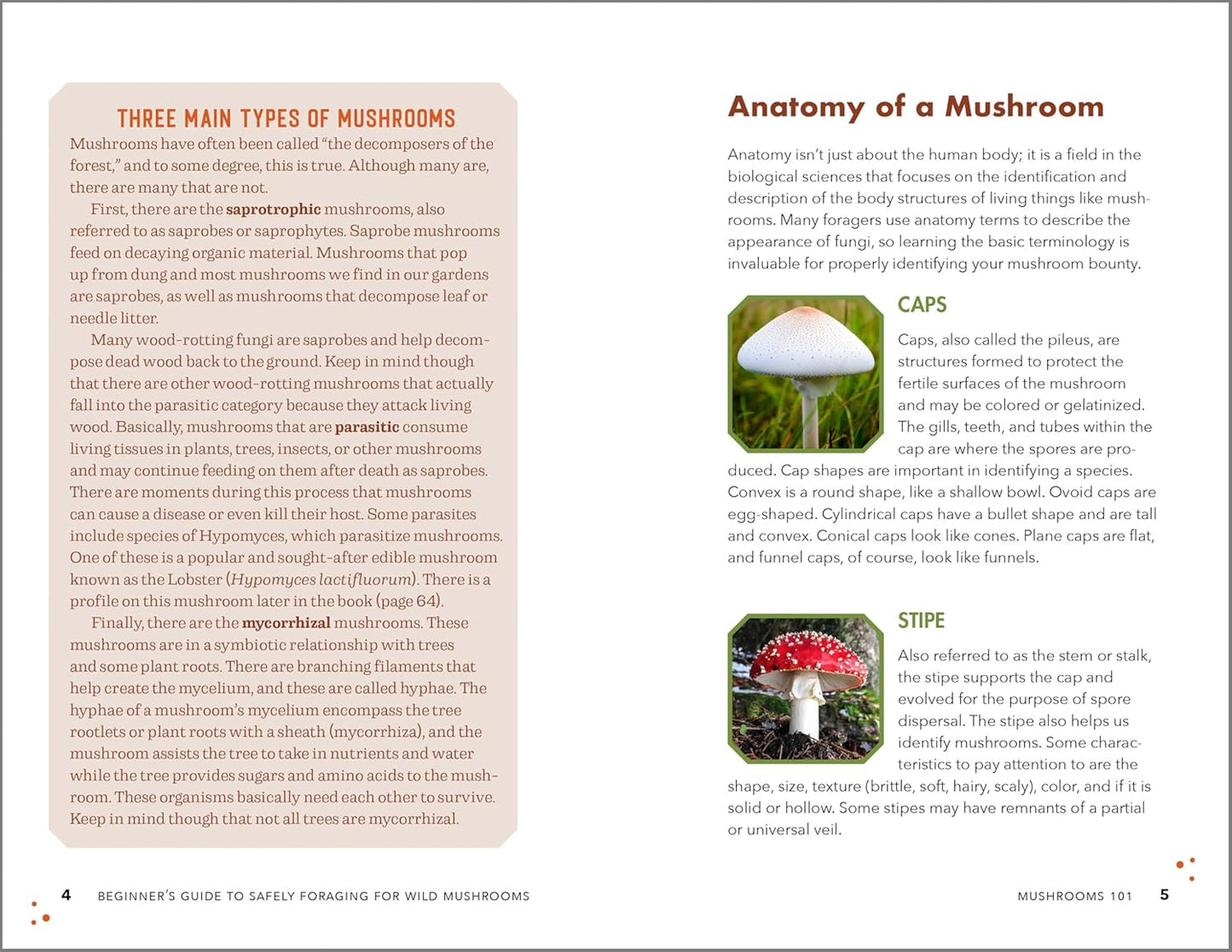 Beginner's Guide to Safely Foraging for Wild Mushrooms: Identifying and Collecting Mushrooms Sustainably with Confidence: Identifying and Collecting Mushrooms Sustainably with Confidence