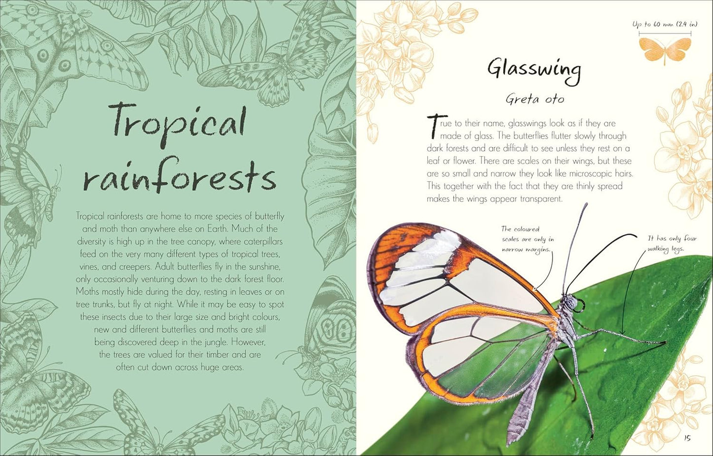An Anthology of Butterflies and Moths: A Collection of Butterflies and Moths from Around the World