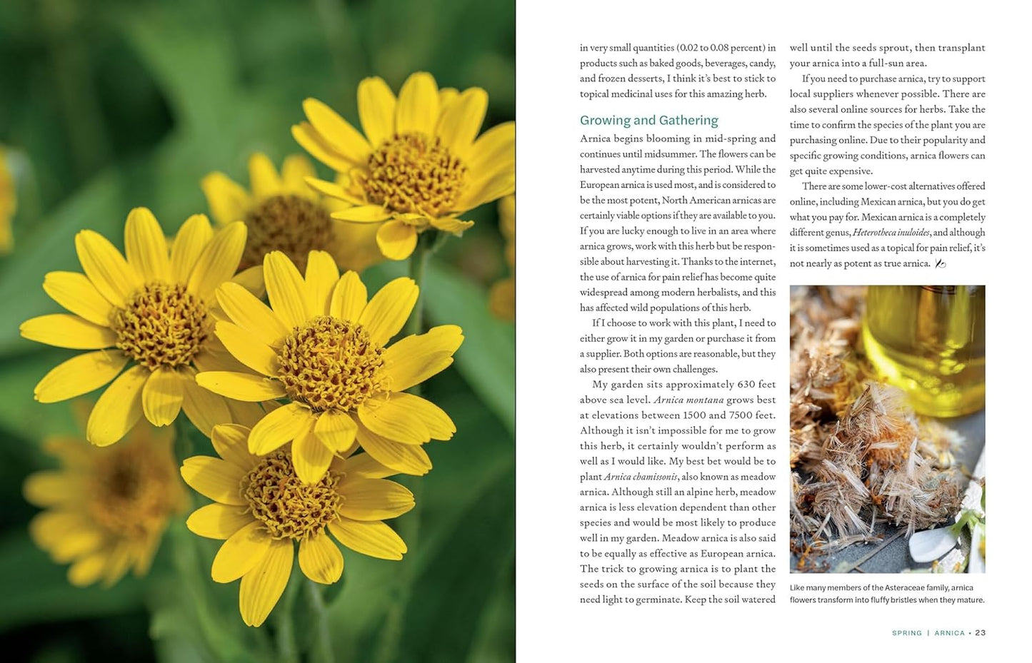 Herbs in Every Season: 48 Edible and Medicinal Herbs for the Kitchen, Garden, and Apothecary