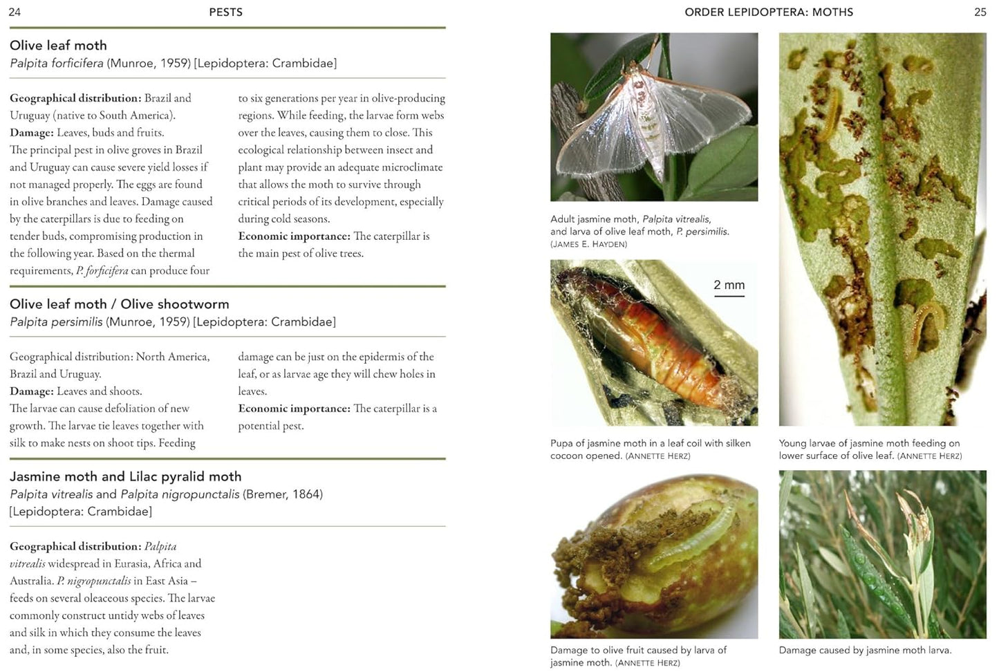 A Guide to Olive Pests & Diseases: Treating Olive Pests, Diseases and Disorders Worldwide, Growing 'Happy' Olive Trees and Reducing Reliance on Chemical Use by Dr. Vera Sergeeva