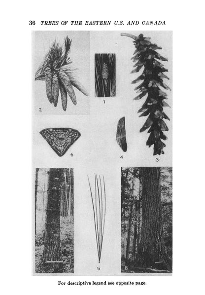Trees of the Eastern and Central United States and Canada: The Identification, Habits, Distribution, Woodlore and Uses of Conifers and Hardwoods, Both