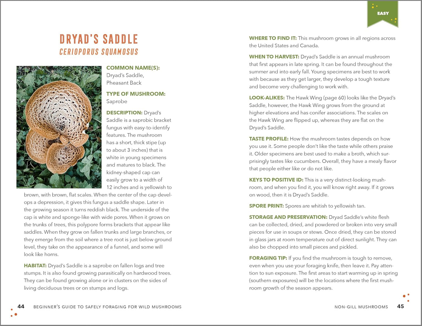 Beginner's Guide to Safely Foraging for Wild Mushrooms: Identifying and Collecting Mushrooms Sustainably with Confidence: Identifying and Collecting Mushrooms Sustainably with Confidence
