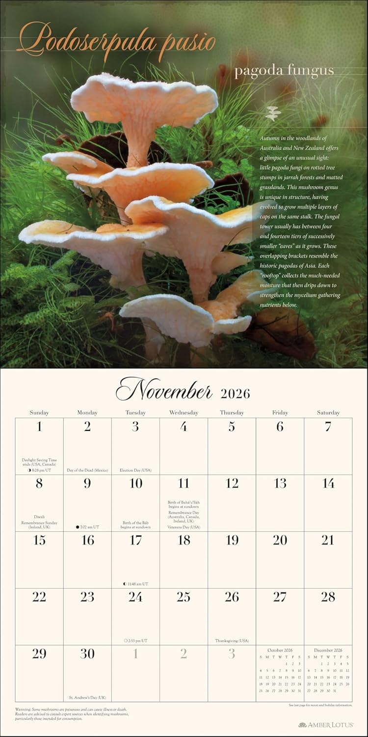 The Miraculous Mushroom 2026 Wall Calendar: With Fabulous Fungi Facts by Amber Lotus Publishing, Steve Axford (Photographer)