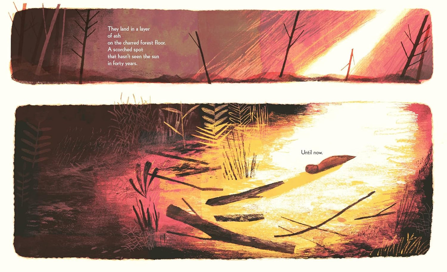 Pine Cone Regrown: How One Species Thrives After Fire by Elisa Boxer