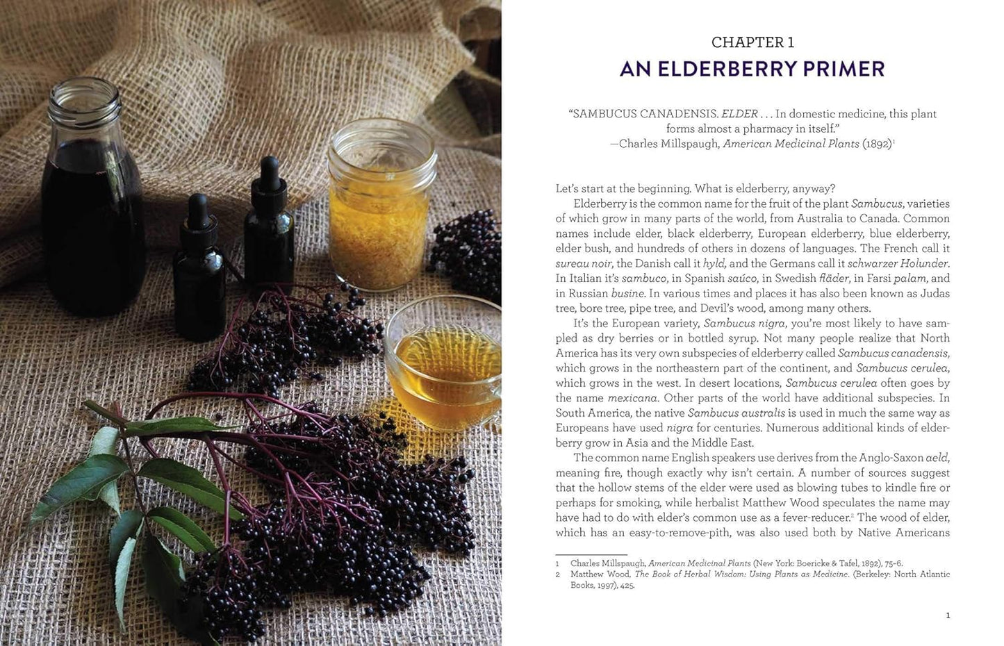 Everything Elderberry: How to Forage, Cultivate, and Cook with This Amazing Natural Remedy: How to Forage, Cultivate, and Cook with This Amazing Natural Remedy