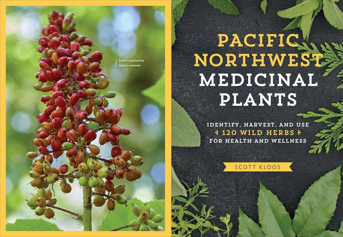 Pacific Northwest Medicinal Plants: Identify, Harvest, and Use 120 Wild Herbs for Health and Wellness by Scott Kloos