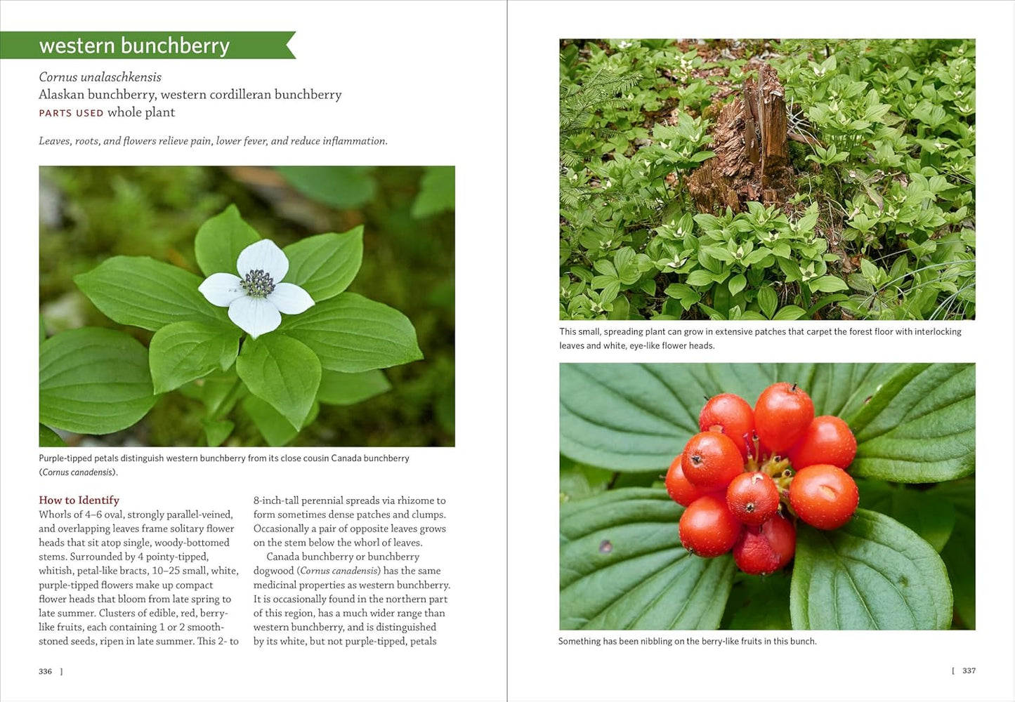 Pacific Northwest Medicinal Plants: Identify, Harvest, and Use 120 Wild Herbs for Health and Wellness by Scott Kloos