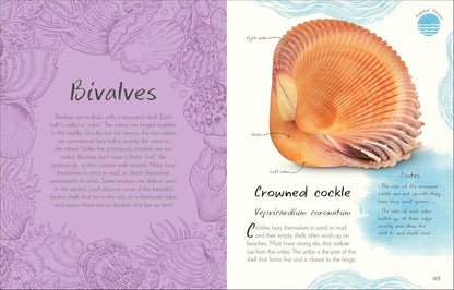 An Anthology of Shells: A Collection of Fascinating Shells from Around the World