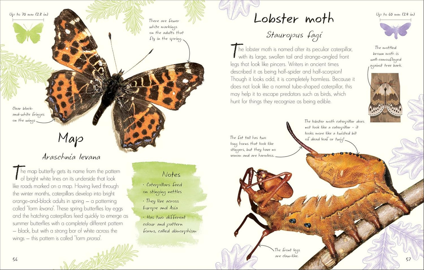 An Anthology of Butterflies and Moths: A Collection of Butterflies and Moths from Around the World