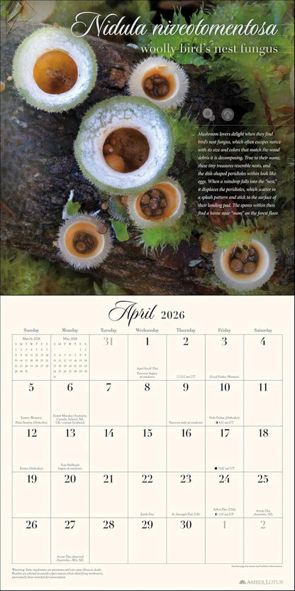 The Miraculous Mushroom 2026 Wall Calendar: With Fabulous Fungi Facts by Amber Lotus Publishing, Steve Axford (Photographer)