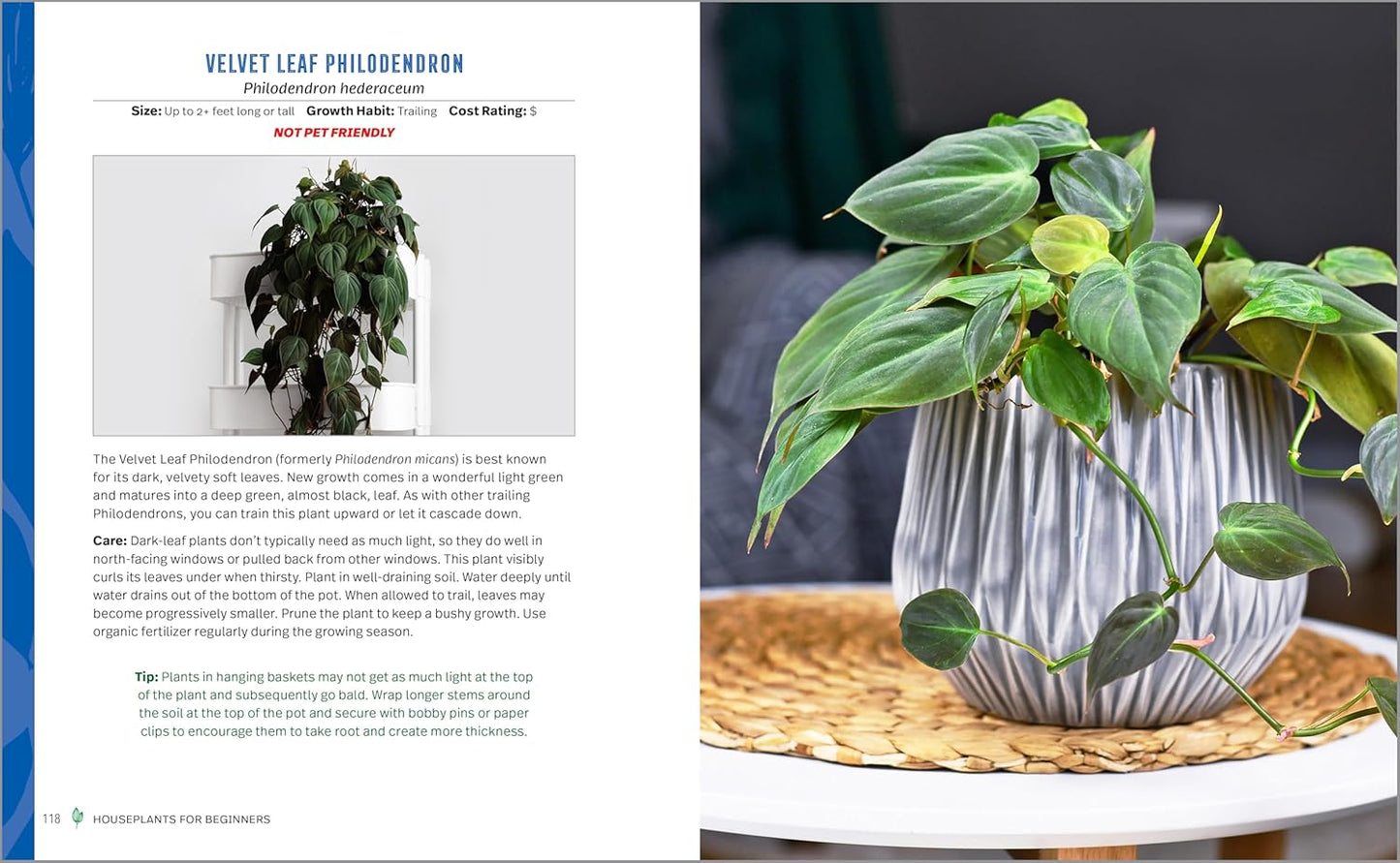 Houseplants for Beginners: A Practical Guide to Choosing, Growing, and Helping Your Plants Thrive: A Practical Guide to Choosing, Growing, and Helping Your Plants Thrive