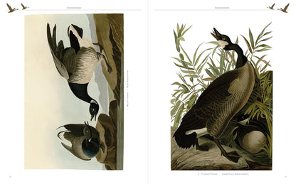 Audubon's Birds Of America (Arcturus Epic Classics)