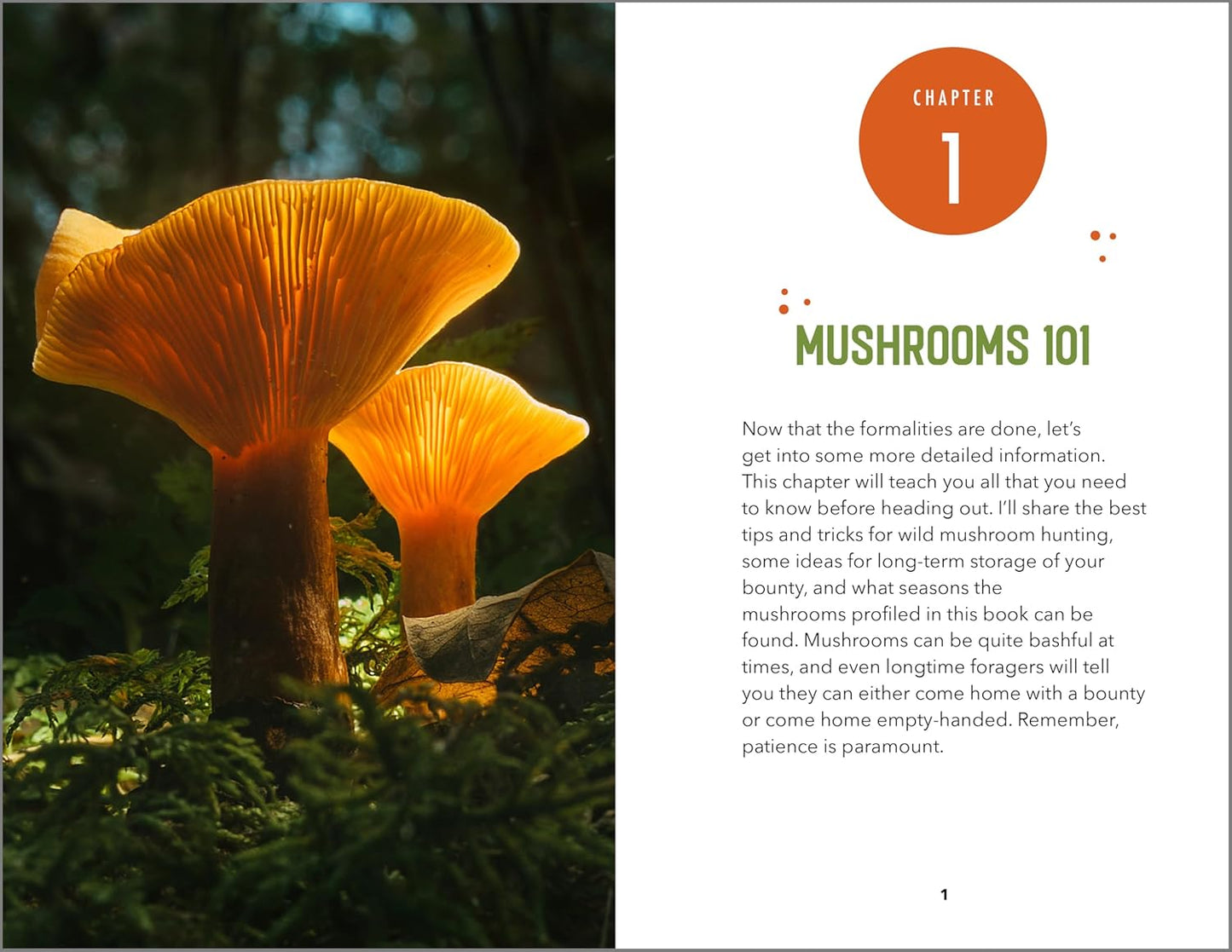 Beginner's Guide to Safely Foraging for Wild Mushrooms: Identifying and Collecting Mushrooms Sustainably with Confidence: Identifying and Collecting Mushrooms Sustainably with Confidence
