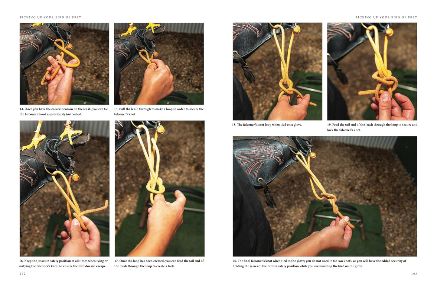 Falconry: A Guide to Training Birds of Prey