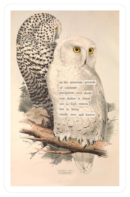 An Almanac of Birds: 100 Divinations for Uncertain Days