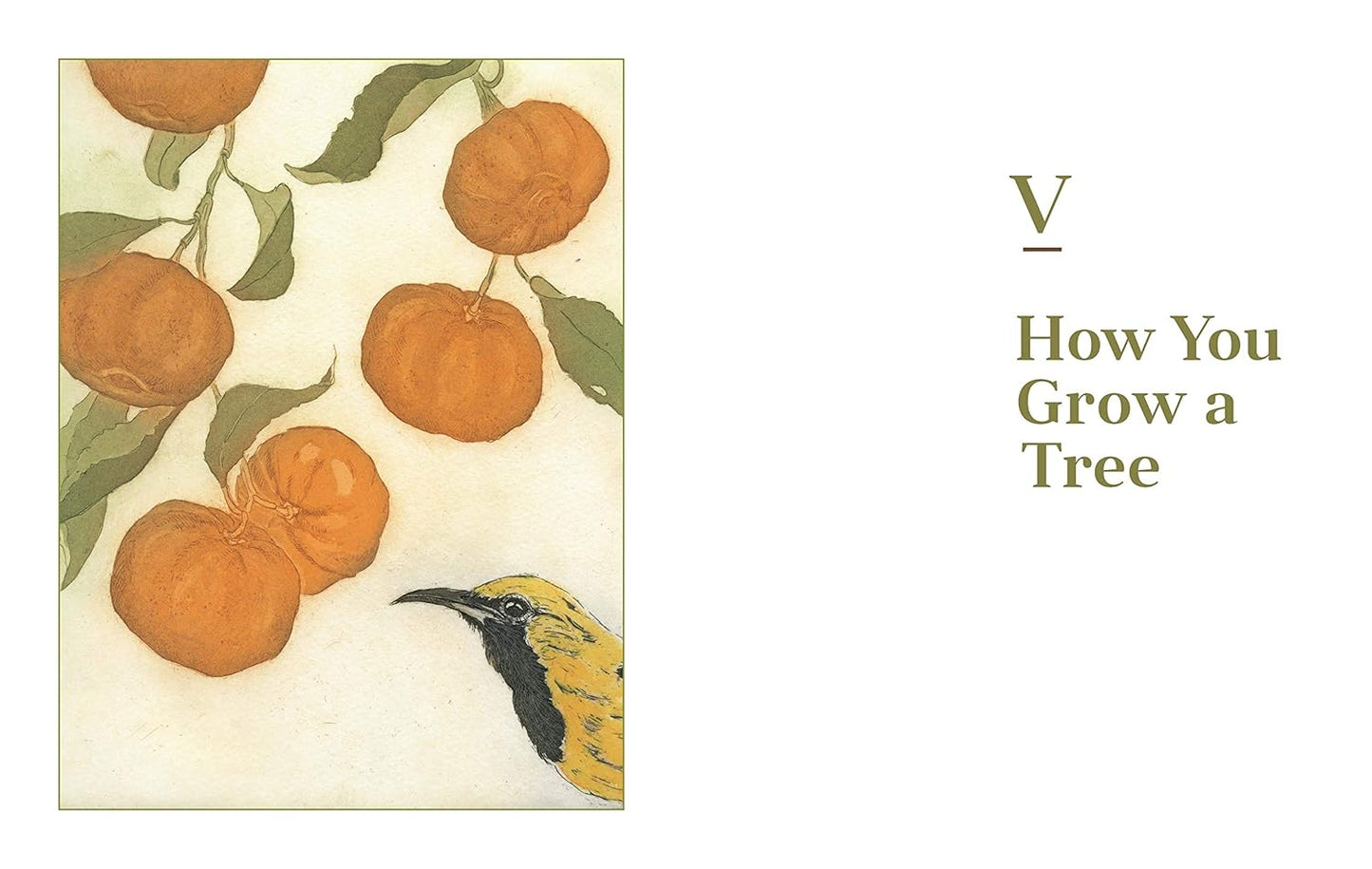 Fruit Trees for Every Garden: An Organic Approach to Growing Apples, Pears, Peaches, Plums, Citrus, and More: An Organic Approach to Growing Apples, Pears, Peaches, Plums, Citrus, and More