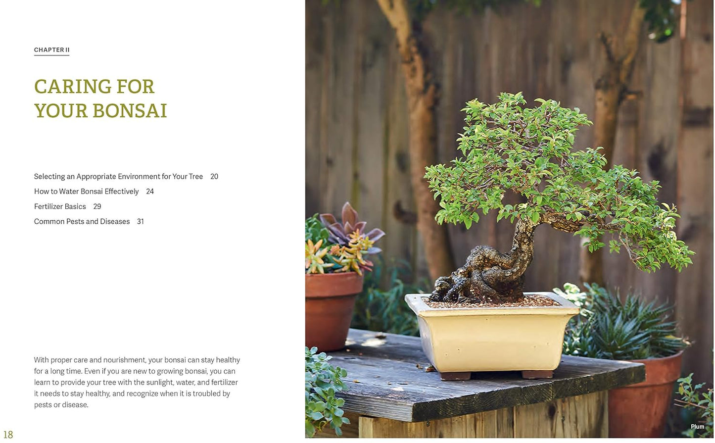 The Little Book of Bonsai: An Easy Guide to Caring for Your Bonsai Tree: An Easy Guide to Caring for Your Bonsai Tree
