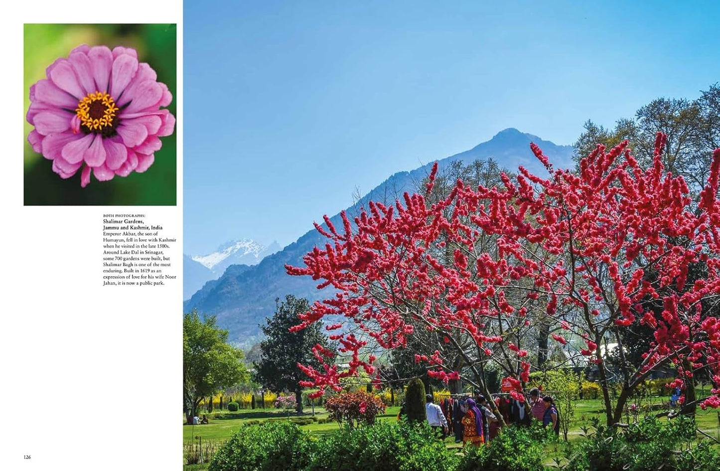 Amazing Gardens