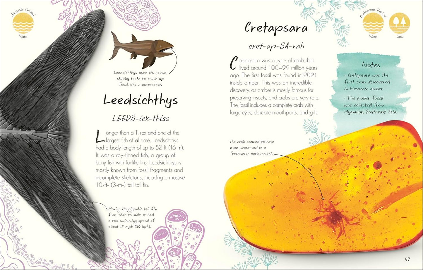 An Anthology of Fossils: A Collection of Plant and Animal Fossils from Around the World
