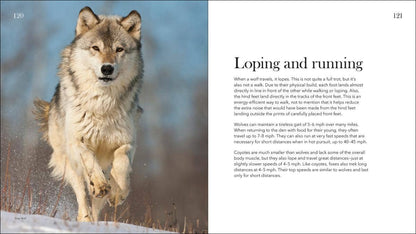 Wolves, Coyotes & Foxes: Symbols of the Wild: Symbols of the Wild