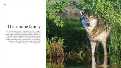 Wolves, Coyotes & Foxes: Symbols of the Wild: Symbols of the Wild