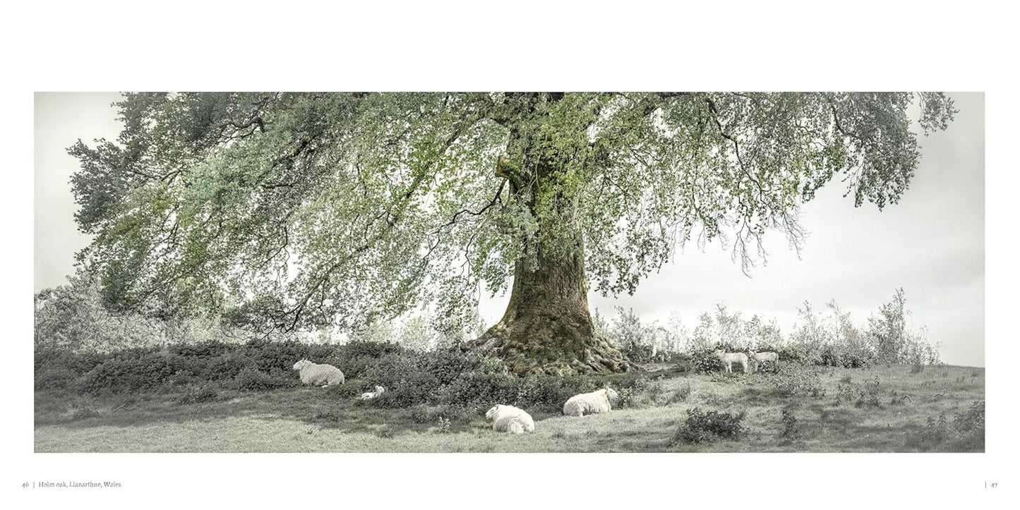 Oak: From Seed to Ancient Tree: From Seed to Ancient Tree