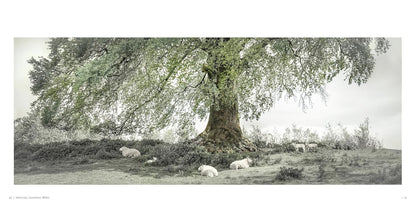 Oak: From Seed to Ancient Tree: From Seed to Ancient Tree