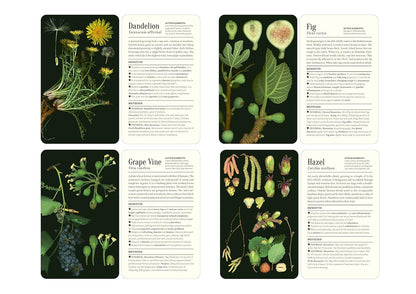 50 Plants That Heal: Discover Medicinal Plants Card Deck by François Couplan & Gérard Debuigne, Pierre And Délia Vignes (Photographers)