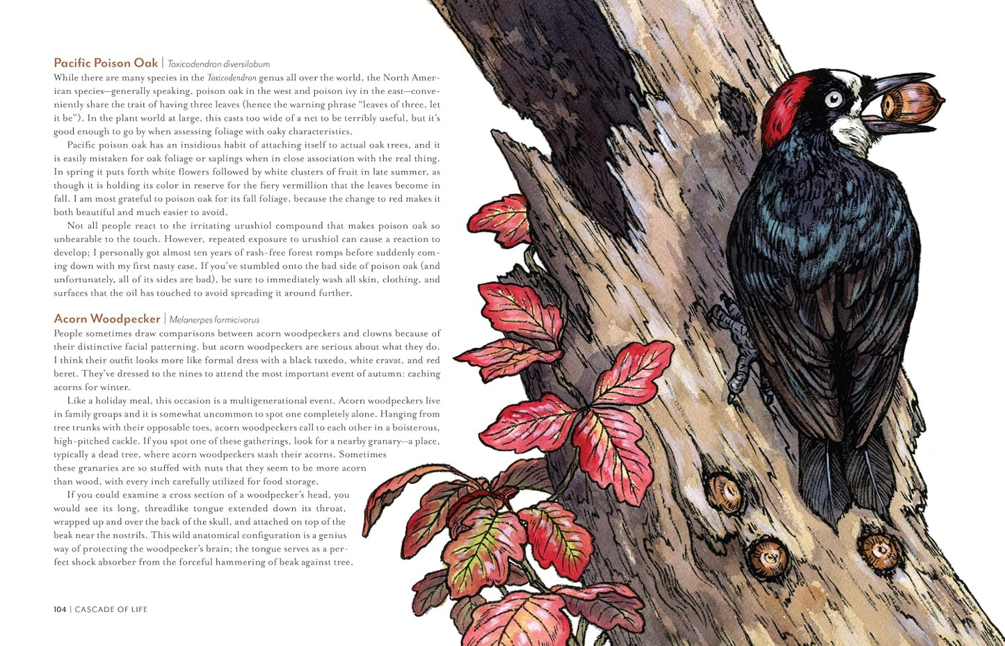 Cascade of Life: An Artist’s Seasonal Guide to the Wild Northwest