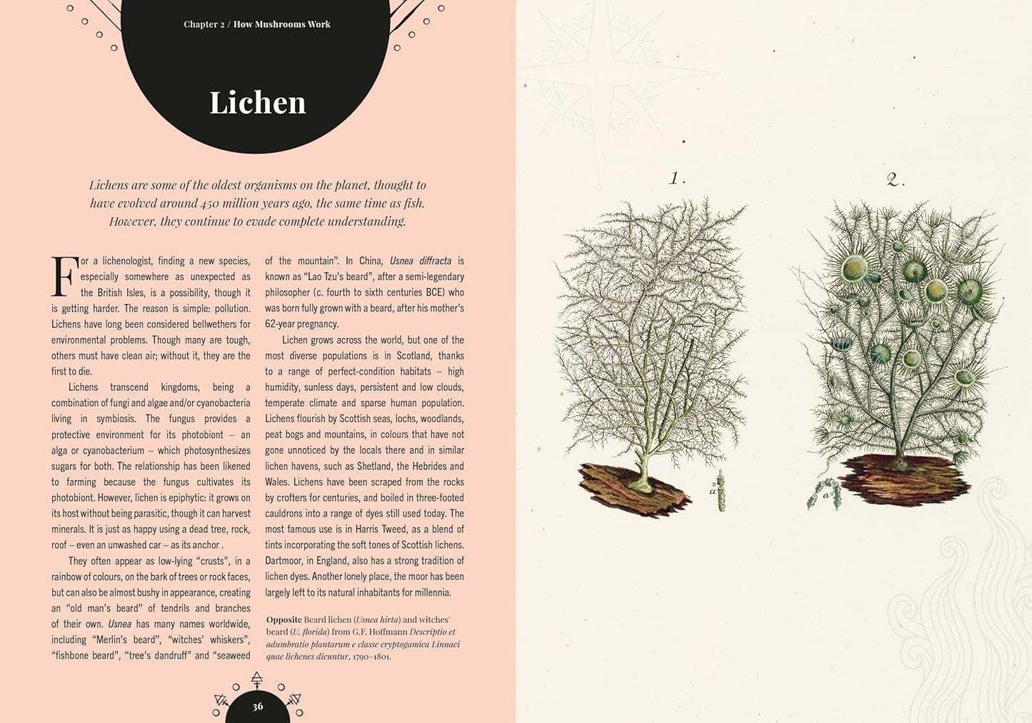 The Magic of Mushrooms: Fungi in Folklore, Superstition and Traditional Medicine: Fungi in Folklore, Superstition and Traditional Medicine