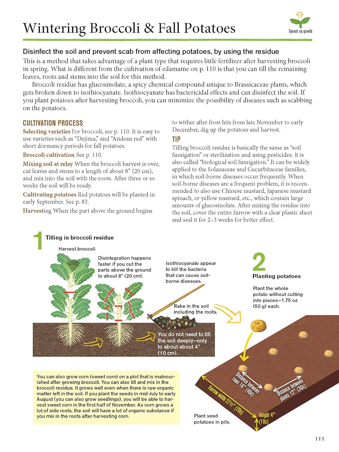 Japanese Style Companion Planting: Organic Gardening Techniques for Optimal Growth and Flavor: Organic Gardening Techniques for Optimal Growth and Flavor